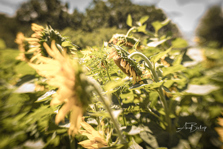 Dorothea Dix Sunflower Park 1