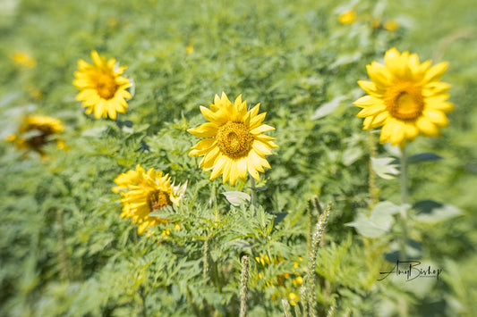 Dorothea Dix Sunflower Park 2