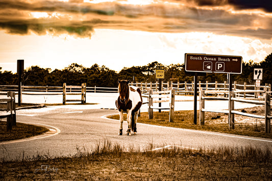 Susie Solé 3- The Assateague Island Collection