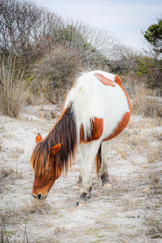 Susie Solé 4- The Assateague Island Collection