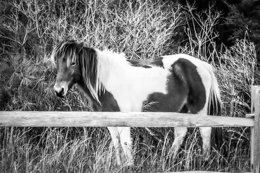 Susie Solé 2-The Assateague Island Collection