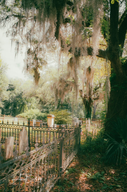 Edisto Presbyterian Fence and Oak