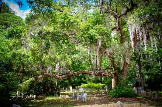 Edisto Presbyterian Live Oak