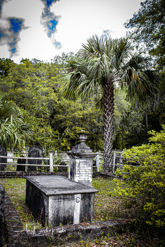 Edisto Presbyterian Palm