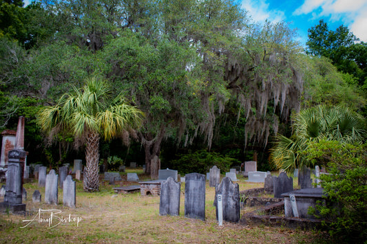 Edisto Presbyterian Palm and Live Oak
