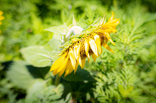 Dorothea Dix Sunflower Park 3