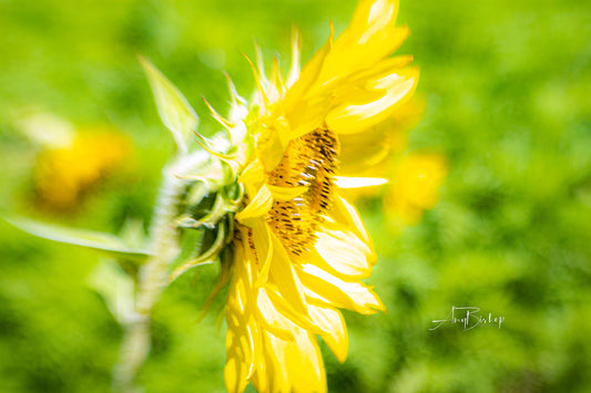 Dorothea Dix Sunflower Park 4