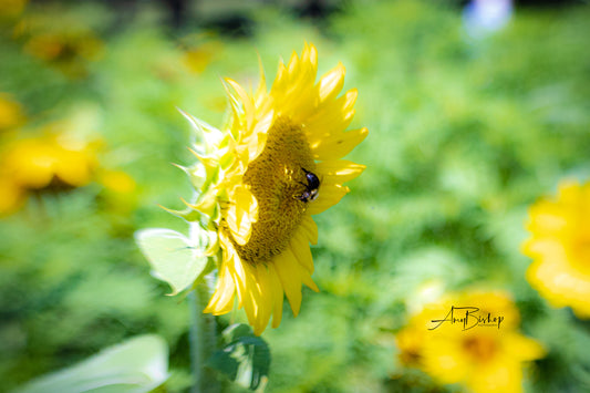 Dorothea Dix Sunflower Park 5