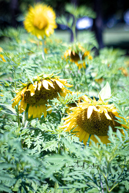 Dorothea Dix Sunflower Park 6