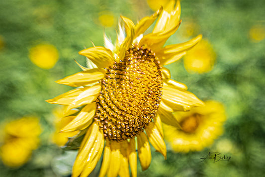 Dorothea Dix Sunflower Park 7